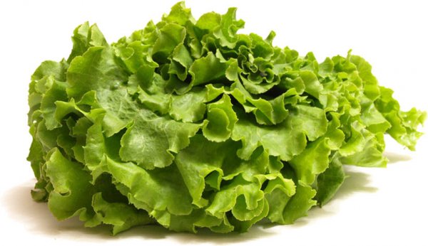 Have some lettuce… grown in Fujitsu’s Fab!